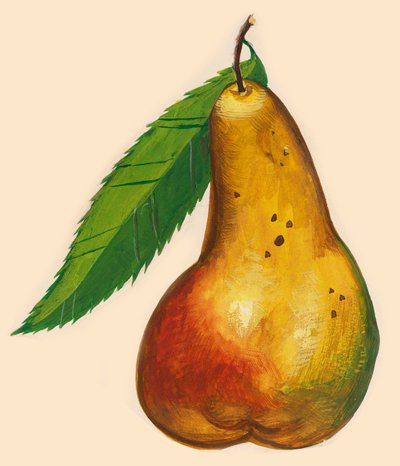 Pear with leaf, drawing by John Ward Dunsmore