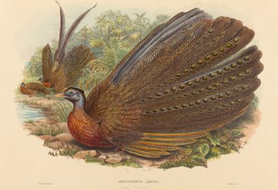 Argus Pheasant by W. Hart