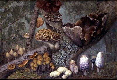 Fungi in Woodland by W. Neville