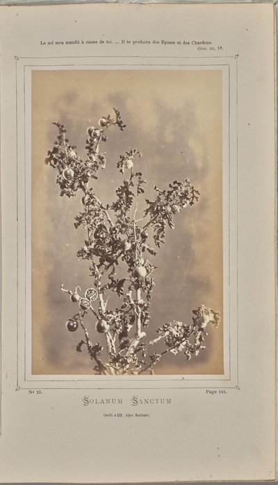 Solanum Sanctum, Cuelli at Èze (Alpes-Maritimes) by W. de Bray