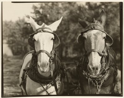 Two Mules, Hale County, Alabama by Walker Evans