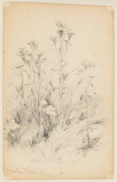 Study of Thistles and Grass, Harlem Flats by Walter Clark