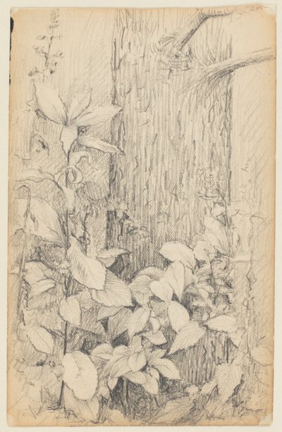 Study of Undergrowth by Walter Clark