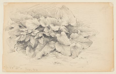 Study of a Plant, West 86th Street by Walter Clark