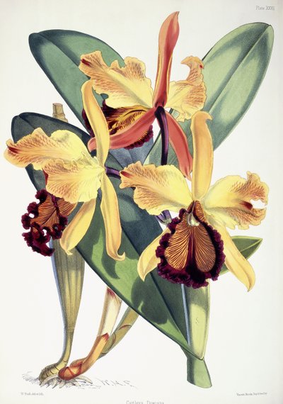 Cattleya Dowiana by Walter Hood Fitch