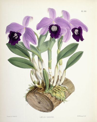 Laelia Dayana by Walter Hood Fitch