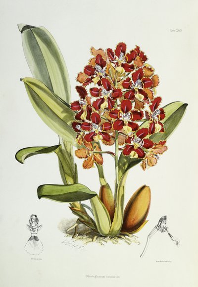 Odontoglossum Coronarium by Walter Hood Fitch