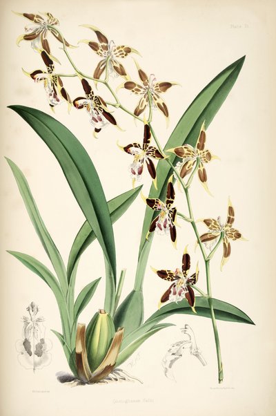 Odontoglossum Hallii by Walter Hood Fitch