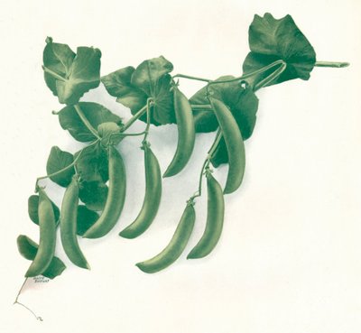 Green Peas, c1908 by WandG Baird Ltd