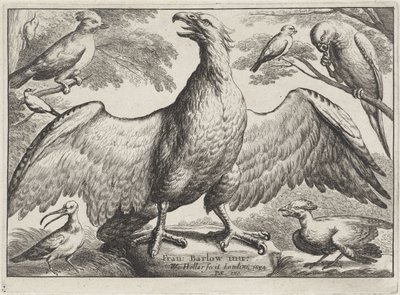 Eagle (Various Birds) by Wenceslaus Hollar