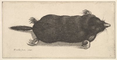 Dead Mole by Wenceslaus Hollar