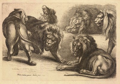 Five lions and a lioness, after Rubens by Wenceslaus Hollar