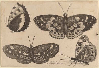 Four Butterflies by Wenceslaus Hollar