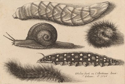 Four Caterpillars and a Snail, 1646 by Wenceslaus Hollar
