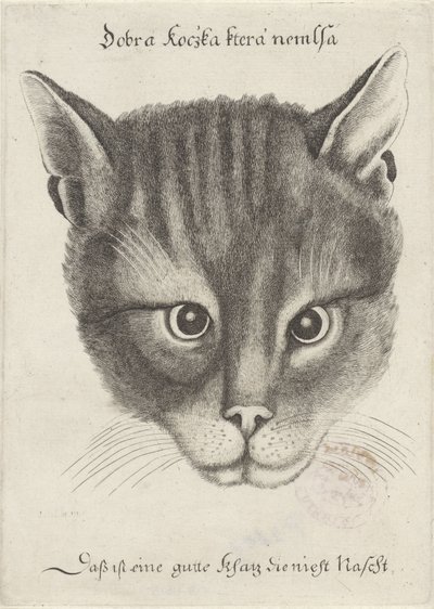 Head of a Cat by Wenceslaus Hollar