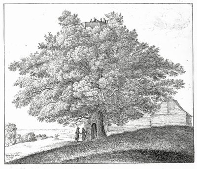 Hollow Tree at Hampstead by Wenceslaus Hollar