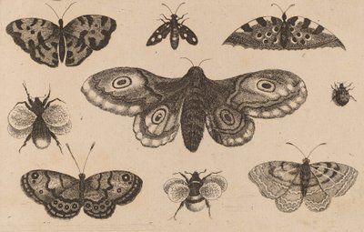 Moth, Butterflies, and Bees by Wenceslaus Hollar