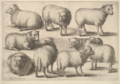 Nine Sheep by Wenceslaus Hollar