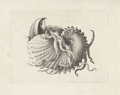 Shell, Argonauta Nodosa (Shells) by Wenceslaus Hollar
