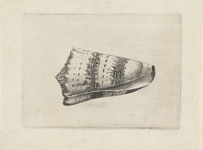 Shell, Conus Imperialis by Wenceslaus Hollar
