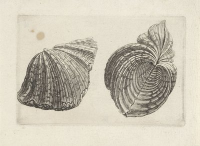 Shell, Hippopus Hippopus by Wenceslaus Hollar