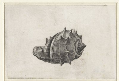 Shell, Melongena Melongena by Wenceslaus Hollar