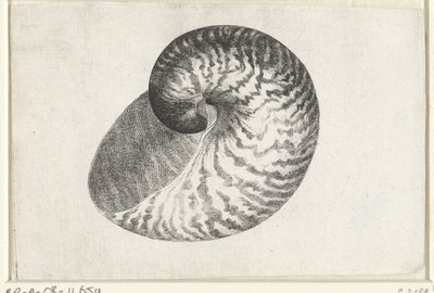Shell, Nautilus Pompilius by Wenceslaus Hollar