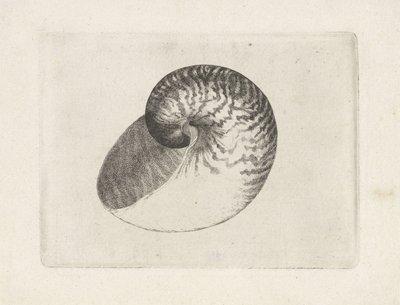Shell, Nautilus Pompilius (Shells) by Wenceslaus Hollar