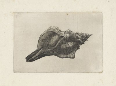 Shell, Pleuroploca Trapezium by Wenceslaus Hollar