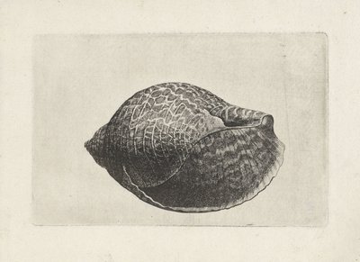 Shell, Tonna Perdix (Shells) by Wenceslaus Hollar