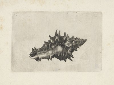 Shell, Vasum Ceramicum (Shells) by Wenceslaus Hollar