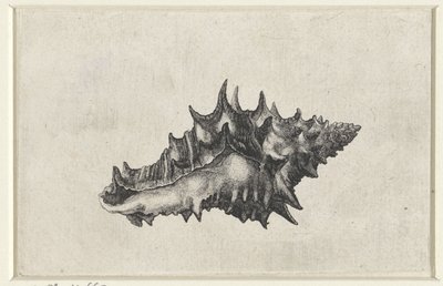 Shell, ceramic vase (Shells series title) by Wenceslaus Hollar