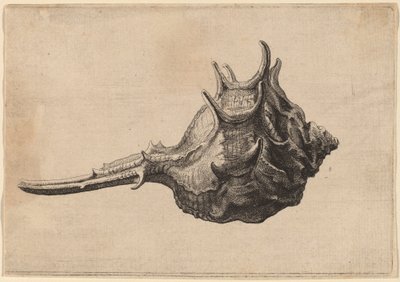 Shell (Murex brandaris) by Wenceslaus Hollar