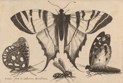 Three Butterflies and a Wasp, 1646 by Wenceslaus Hollar