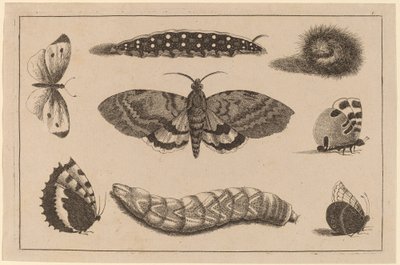 Three Caterpillars, a Moth, and Four Butterflies by Wenceslaus Hollar