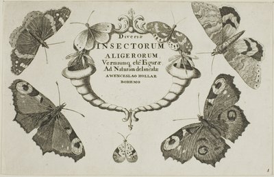 Title Page from Diversae Insectorum by Wenceslaus Hollar