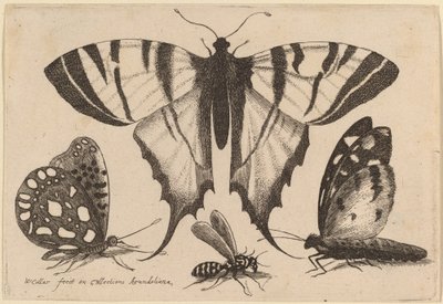Two Butterflies, a Wasp, and a Moth by Wenceslaus Hollar