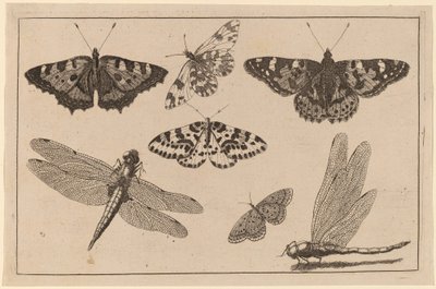 Two Dragonflies and Five Butterflies by Wenceslaus Hollar