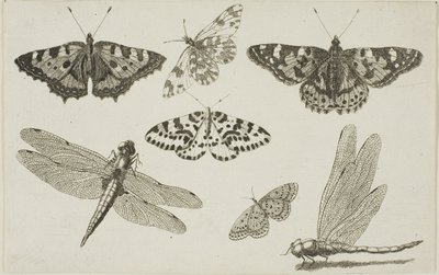 Two Dragonflies and Five Butterflies by Wenceslaus Hollar