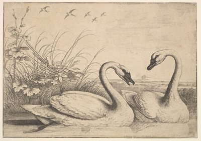 Two Swans by Wenceslaus Hollar