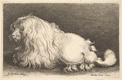 White Dog by Wenceslaus Hollar