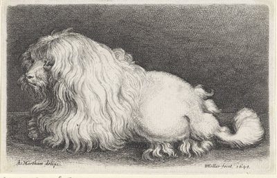White Dog by Wenceslaus Hollar