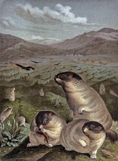 Bobak marmot by Wilhelm Kuhnert