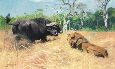 Buffalo and Lion Before the Fight by Wilhelm Kuhnert
