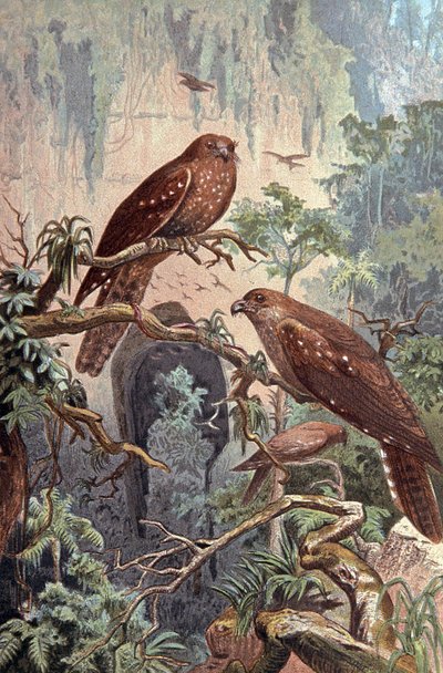 Cave Guacharo (illustration) by Wilhelm Kuhnert