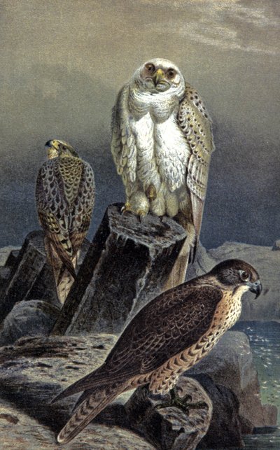 Hunting Falcon by Wilhelm Kuhnert