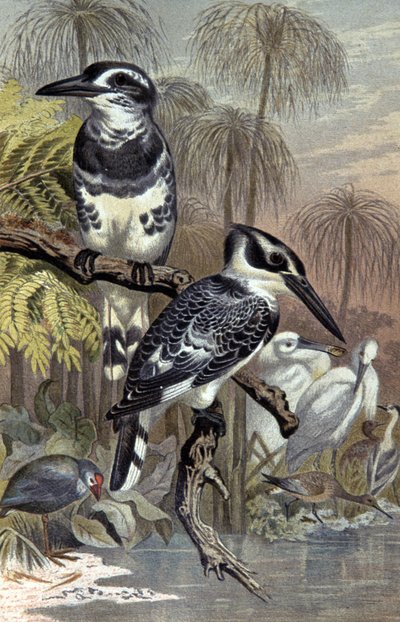 Kingfishers (illustration) by Wilhelm Kuhnert