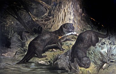 Otters by Wilhelm Kuhnert