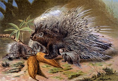 Porcupine by Wilhelm Kuhnert