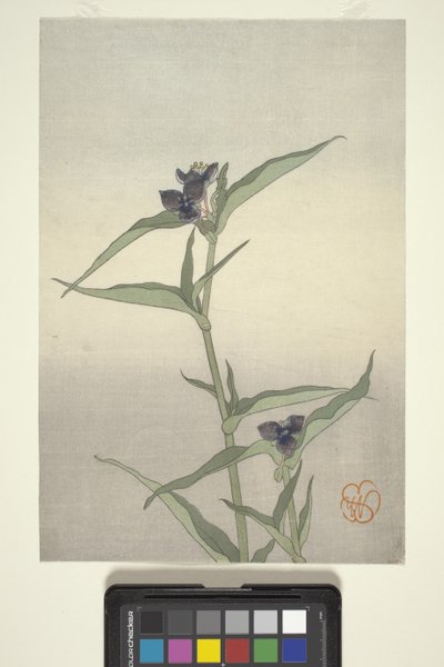 Flower Study, c.1908 by Wilhelmina Seegmiller